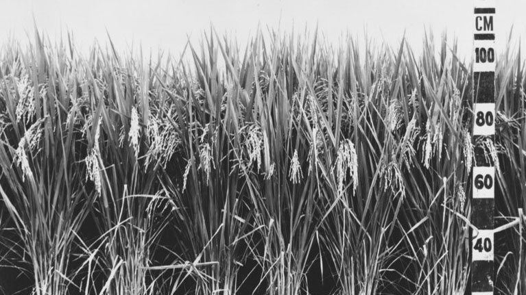 Black and white image of corn next to a measuring sit that reads "CM 100, 80, 60 and 40".