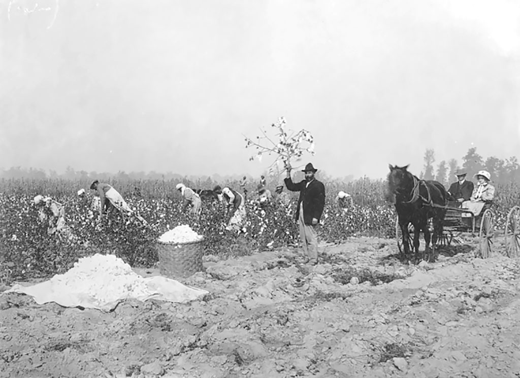 Farm workers in a cotton field being observed by two people sitting in a carriage in Arkansas in 1908.