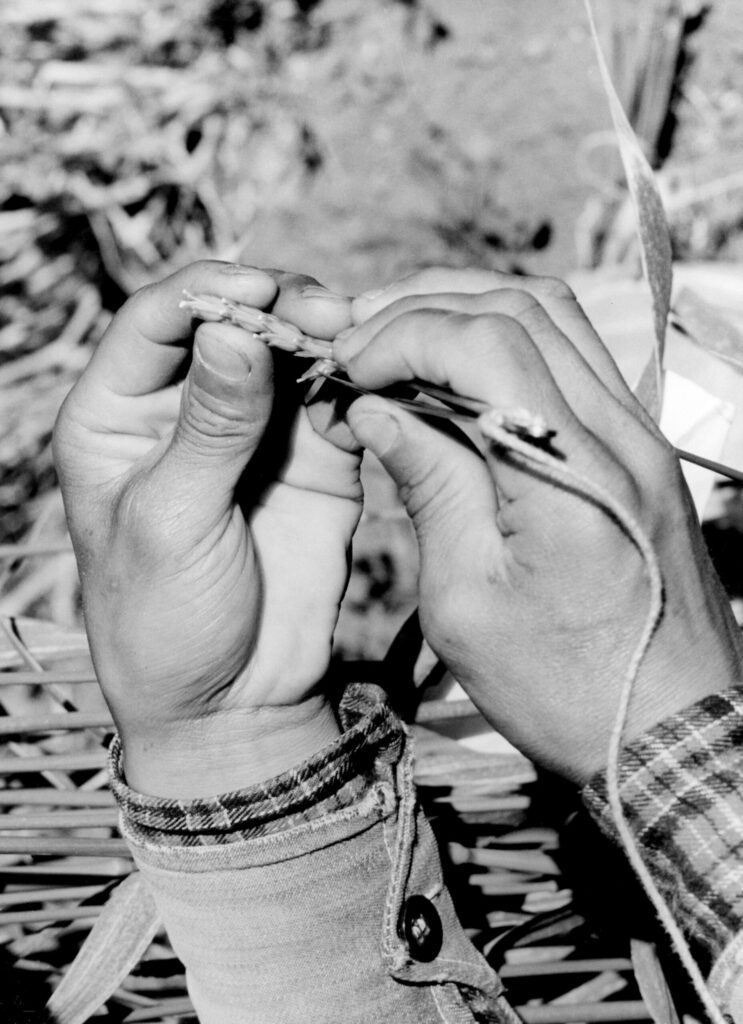 A grayscale closeup photograph of hands removing anthers from the flowers on a wheat spike